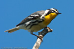 Warbler - 